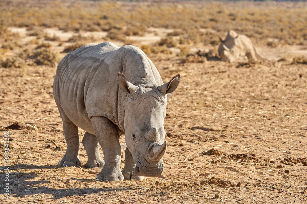 Conservation, environment and rhino at safari in natural habitat of Africa for ecology or sustainability. Animal, endangered and nature with rhinoceros outdoor on ground for indigenous wildlife Conservation, environment and rhino at safari in natural habitat of Africa for ecology or sustainability. Animal, endangered and nature with rhinoceros outdoor on ground for indigenous wildlife