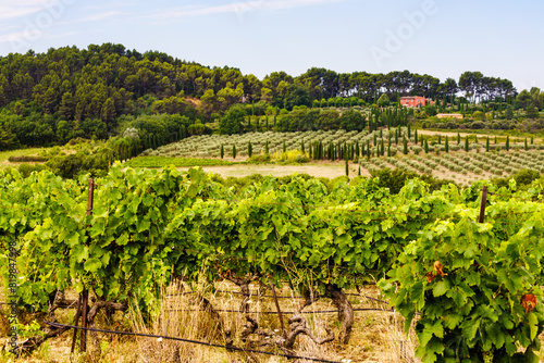 Vineyards in Provence France © Voyagerix