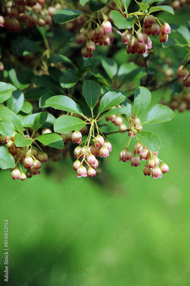Redvein Enkianthus blooms, Derbyshire England

