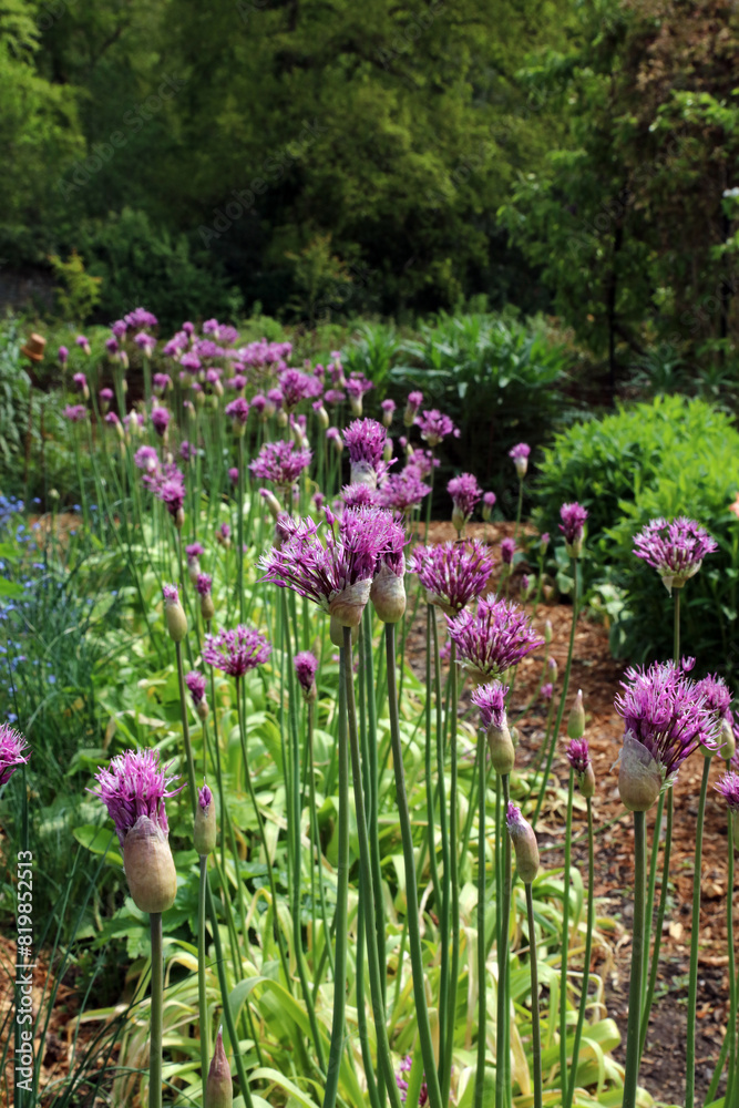 Row of Giant Onion blooms just opening, Derbyshire England
