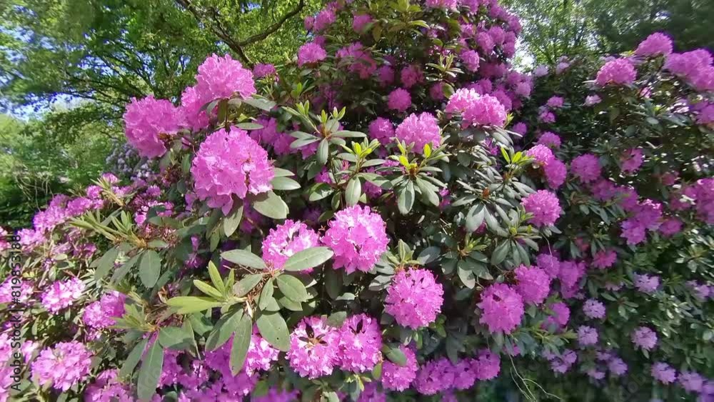 Blooming rhododendron in summer garden with pink blossoms