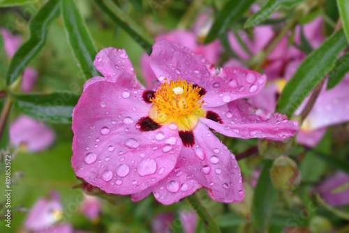 Closeup of water droplets on the flower of the rock-rose (cistus)