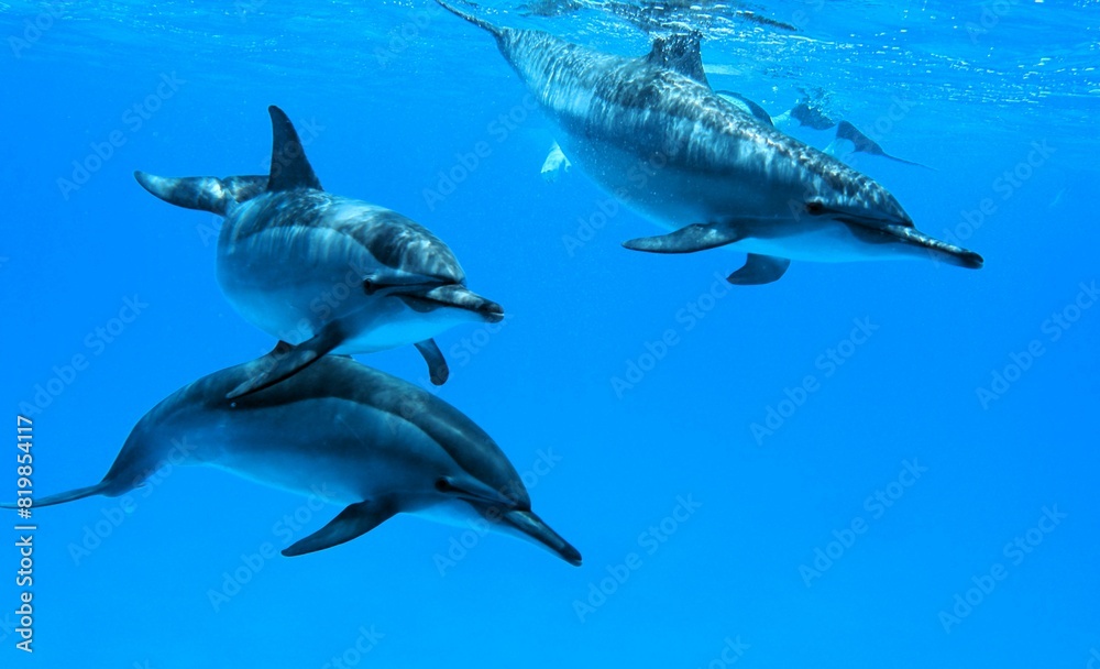 Obraz premium Three Dolphins Swimming Together Underwater in the clear blue water of the Red Sea in Marsa Alam 