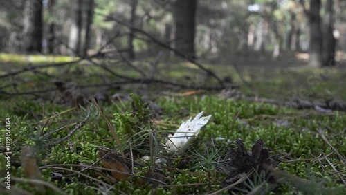 A man kicked a poisonous mushroom in the forest photo