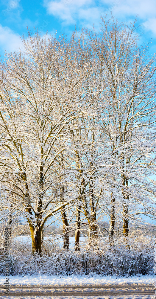 Ice, snow and winter with trees of nature for cold season or weather in natural ecosystem. Background, earth and environment with forest outdoor on blue sky for ecology, growth or sustainability