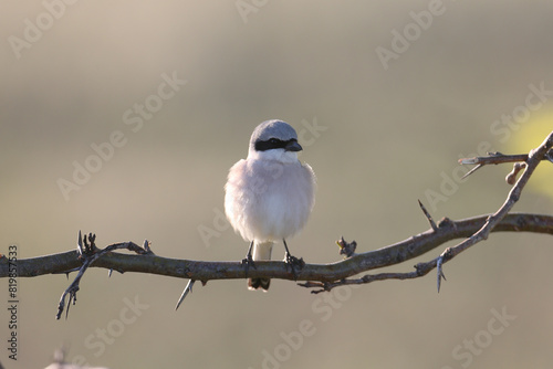 A male red-backed shrike (Lanius collurio) close-up shot in soft morning light. photo
