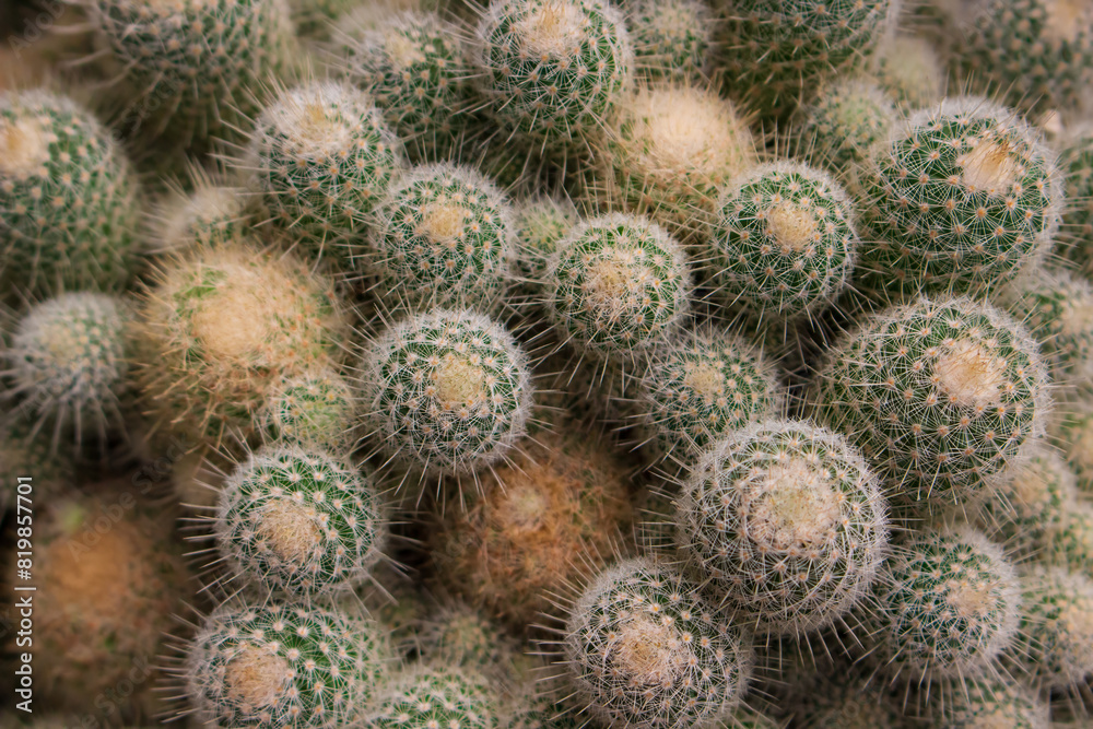 Texture background from thorny small cacti. Cactus top view Texture background from thorny small cacti. Cactus top view