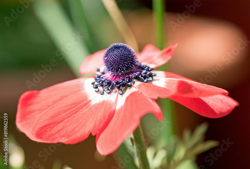 Bright Red Anemone flower blooming lit by natural sunlight against a blurred garden background