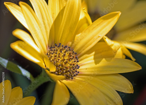 Close up of a bright yelklow Osteospernum (African Daisy) flower in full bloom. Good detail of stamen