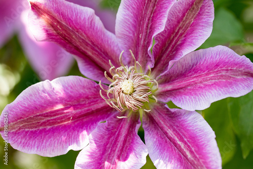 Close up of a bright pink veined Clematis Flower - Dr Ruppel - on full bloom with natural light. These are early flowering clematis
