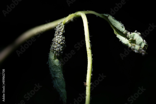 Lice or Aphids on the leaves and branch of a honeysuckle (Lonicera) on black background. Eaten away leaf. Selective focus