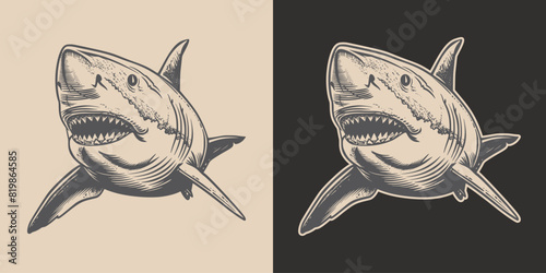 Vintage retro engraving woodcut style sketch draw paint of shark sea ocean face portrait predator fish illustration