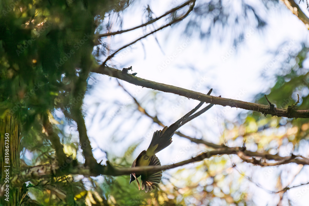 新緑の林の奥で飛ぶ羽虫をフライキャッチする、長い尻尾の美しいサンコウチョウ（カササギヒタキ科）。
日本国東京都八王子市、八王子城跡にて。
2024年5月撮影。
A beautiful Japanese Paradise Flycatcher (Terpsiphone atrocaudata) with a long tail fly-catching winged insects flying d