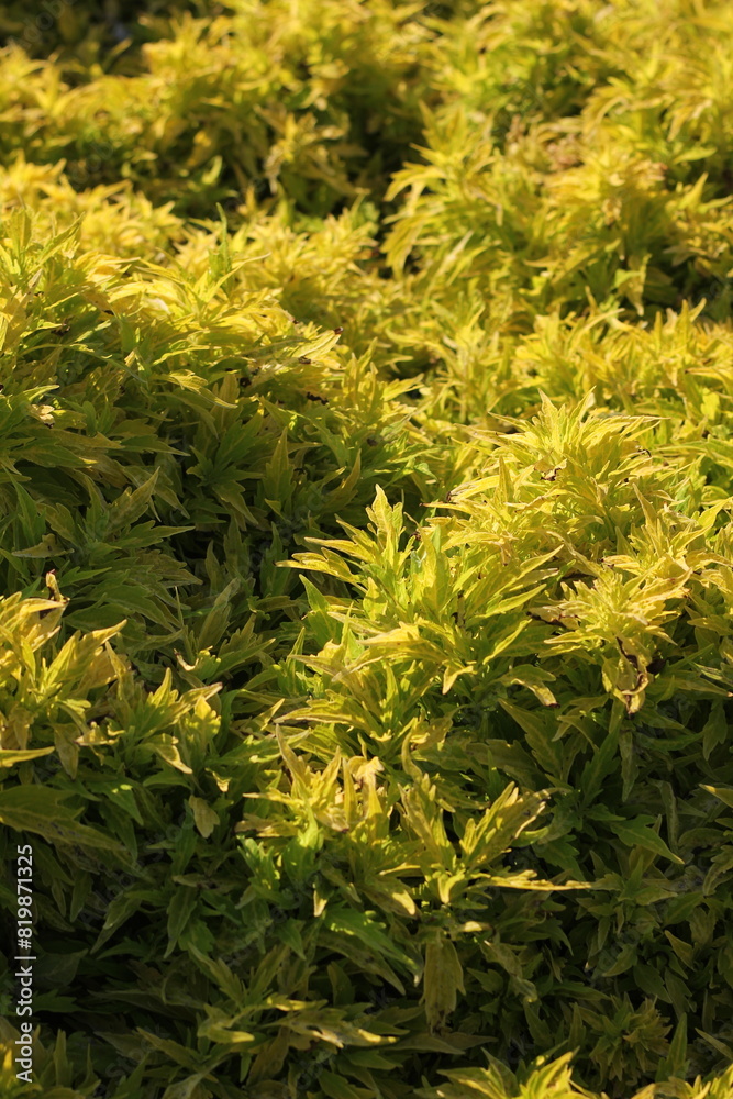 Bright yellow green coleus plants growing in the sunny morning. Bright yellow green coleus plants growing in the sunny morning.