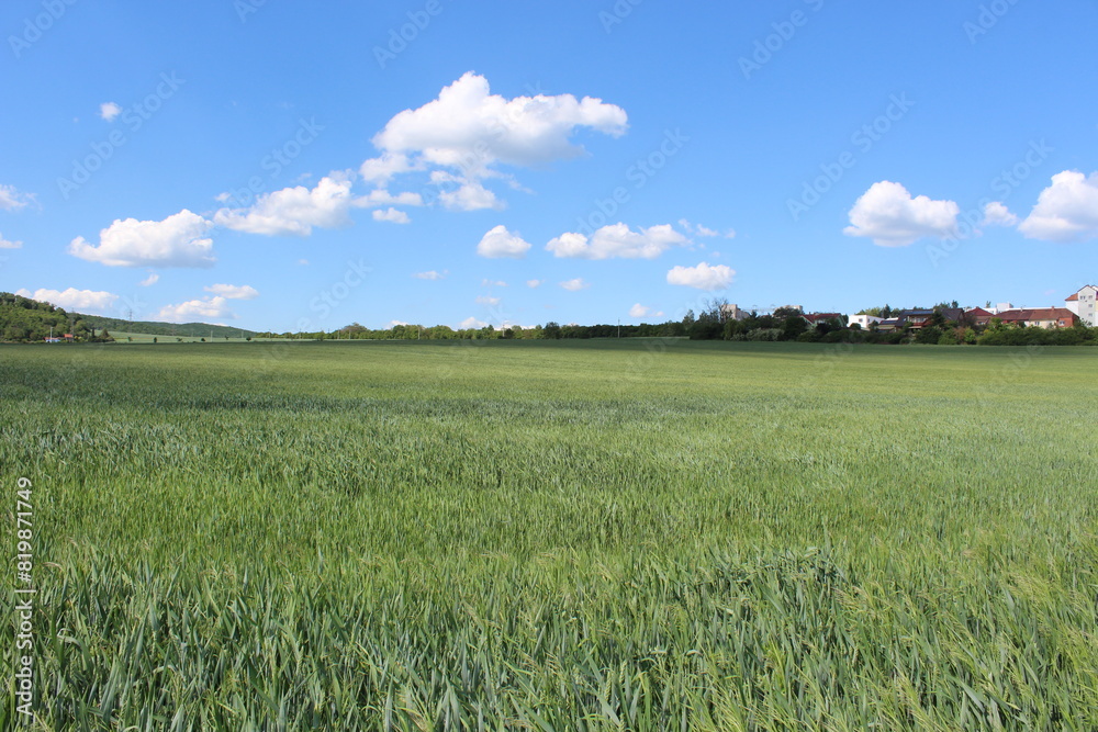 Fototapeta premium Brno field of wheat