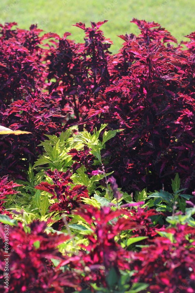 Bright red and green leaves and flowers growing in the sunny summer meadow