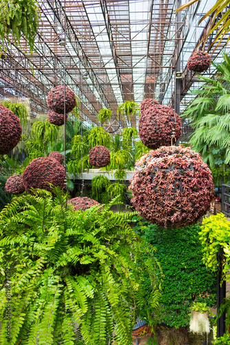 Hanging giant spheres with many small red bromeliad flower plants in pots against baskets with green ferns tropical background. Decorative composition for greenhouse decoration