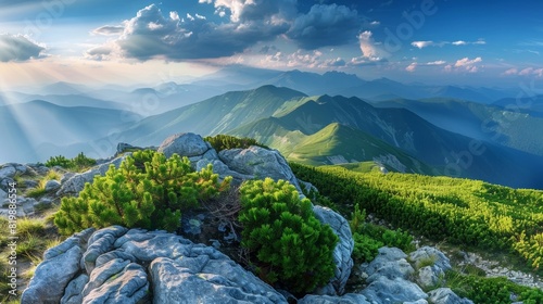 Rocky ridge and alpine pine bushes on Marmaros Pip Ivan Mountain, Ukraine. photo