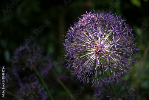 Purple Giant Allium flower, lit by the sun, on dark green blurred background. Other allium flowers fall into the shade. Top view