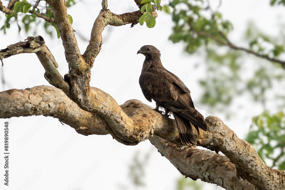 The crested honey buzzard (Pernis ptilorhynchus) The crested honey buzzard (Pernis ptilorhynchus)