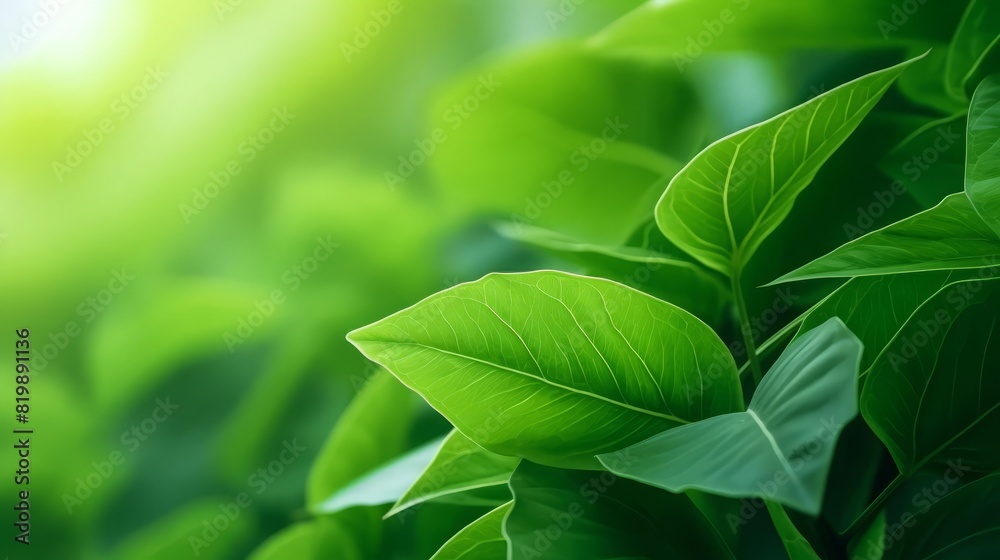 Green leaf background, essence of nature, selective focus, theme of renewal, vibrant, Composite, backdrop of verdant foliage Green leaf background, essence of nature, selective focus, theme of renewal, vibrant, Composite, backdrop of verdant foliage
