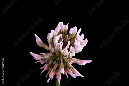 Trifolium hybridum, the alsike clover, family Fabaceae. Flower isolated on black bacground. photo