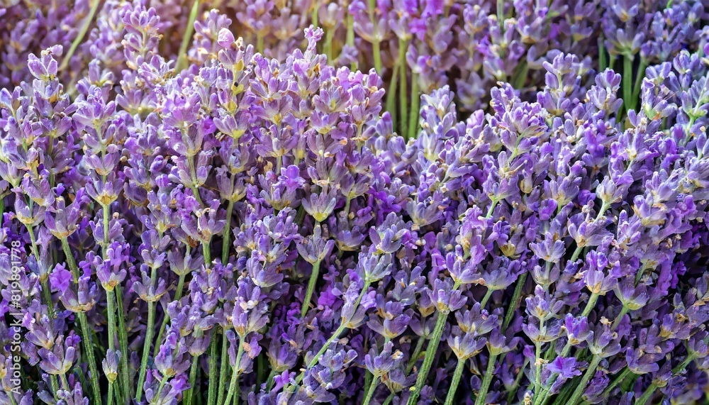 Obraz premium many lavender flowers, full screen texture close-up, wallpaper texture