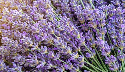 many lavender flowers  full screen texture close-up  wallpaper texture