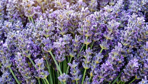 many lavender flowers  full screen texture close-up  wallpaper texture