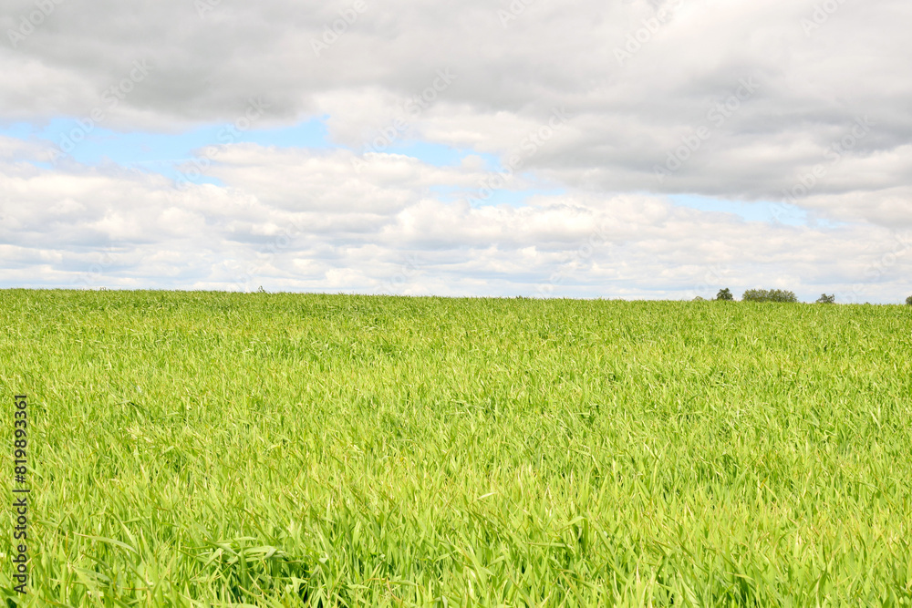 Rural landscape. A field with green wheat shoots goes beyond the horizon Rural landscape. A field with green wheat shoots goes beyond the horizon