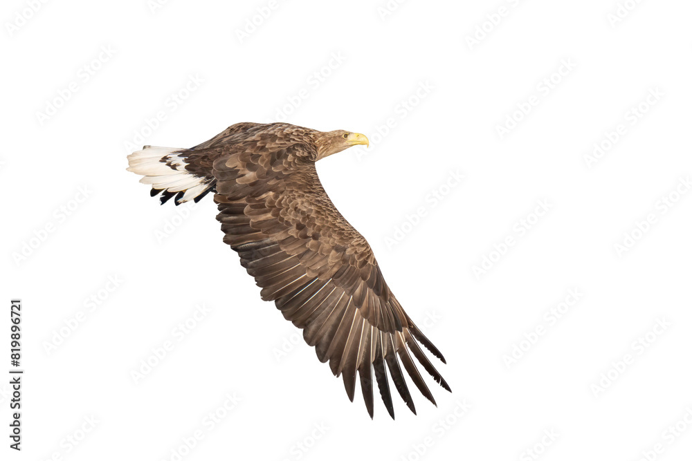 Fototapeta premium Majestic predator White-tailed Eagle (Haliaeetus albicilla) in flight