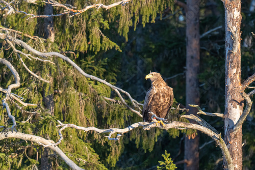 Tableau sur toile White-tailed eagle is perched on a dry tree branch in a dense forest