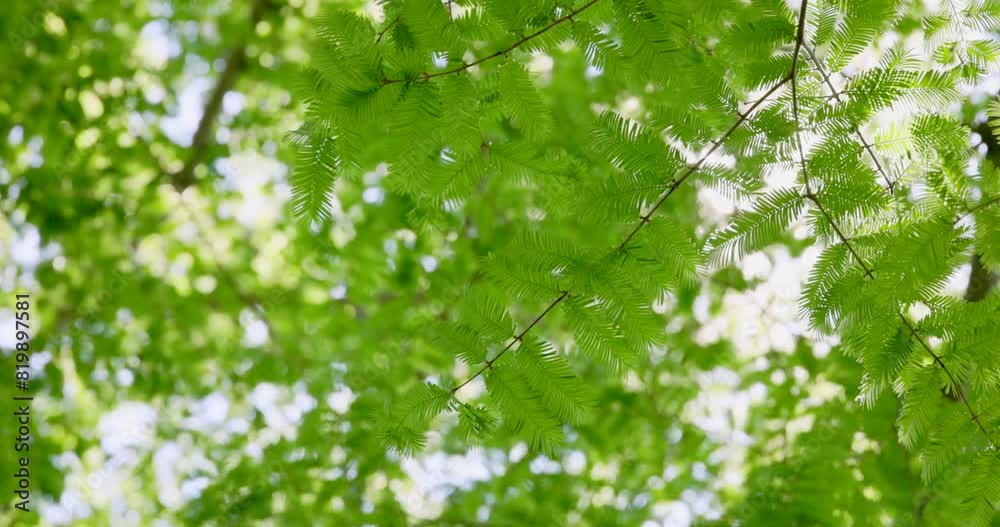 太陽の光が綺麗な新緑の木 太陽の光が綺麗な新緑の木