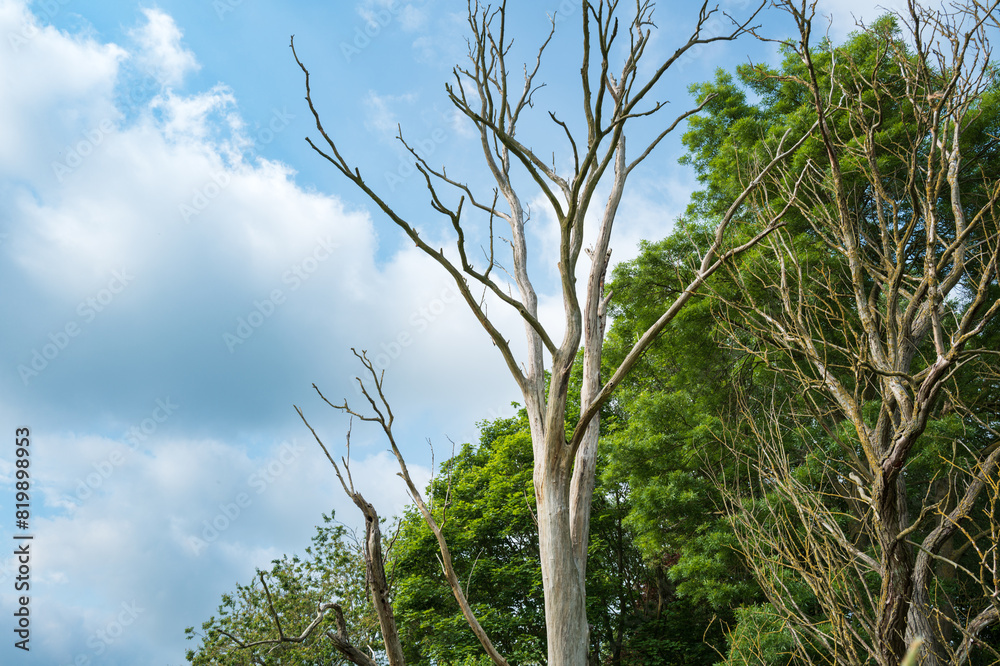 Wonderfully preserved dead tree, void of its bark seen at the edge of a forest in the UK. Lush trees and foliage are seen beyond. Wonderfully preserved dead tree, void of its bark seen at the edge of a forest in the UK. Lush trees and foliage are seen beyond.