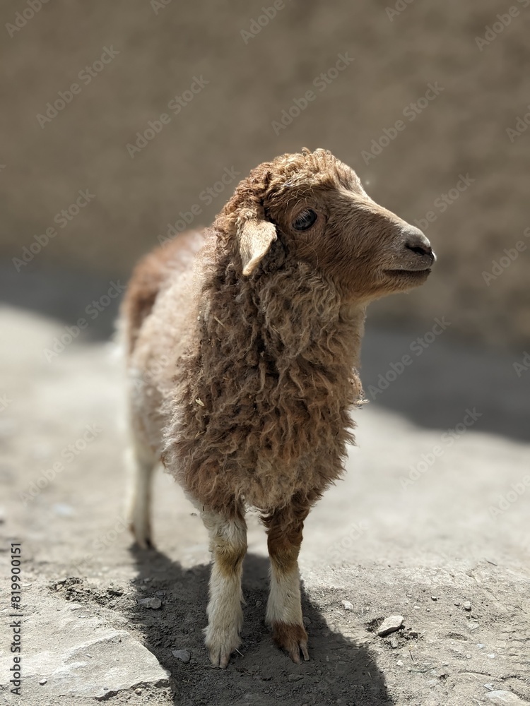 Obraz premium Adorable Baby Sheep Portrait