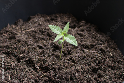 Young Growing Cannabis Plant in Natural Light