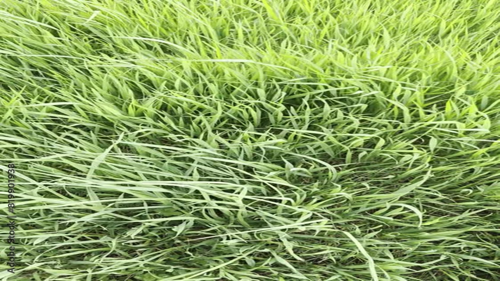 Tall green grass rustling in the breeze Tall green grass rustling in the breeze
