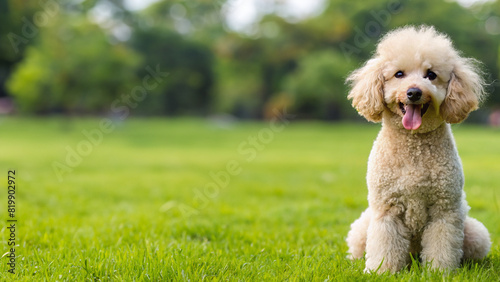 sitting poodle dog sitting on the grass with a blurred background of flying blue butterflies