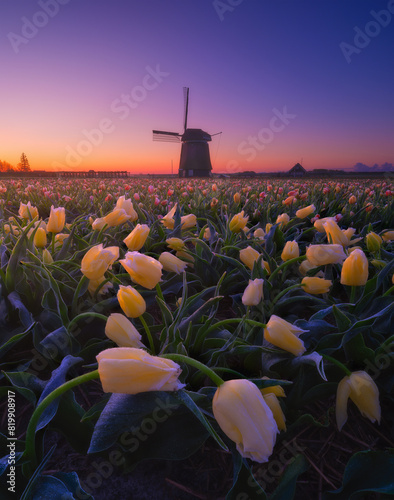 Windmill and flowers in the Netherlands. Field with tulips during blooming time. Historical buildings in the Netherlands. Image for postcards, background, design. Landscape during sunset.