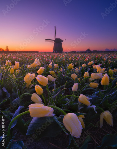 Obraz na płótnie Windmill and flowers in the Netherlands. Field with tulips during blooming time. Historical buildings in the Netherlands. Image for postcards, background, design. Landscape during sunset. w salonie