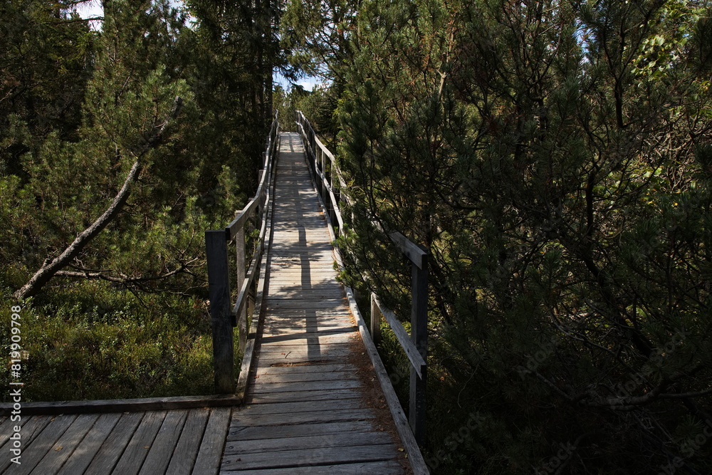 Obraz premium Boardwalk in Bozidarske raseliniste (Moorland) at Bozi Dar, Czech Republic, Europe 