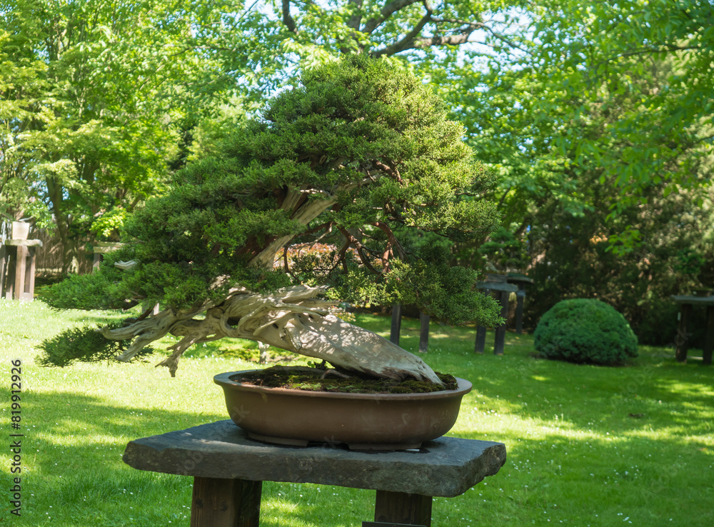 Beautiful conifer bonsai tree in Prague botanical garden. Bonsai is dwarfed in a ceramic pot, a miniature of the original form of a large, old tree in nature, planted in shallow pots called bon. Beautiful conifer bonsai tree in Prague botanical garden. Bonsai is dwarfed in a ceramic pot, a miniature of the original form of a large, old tree in nature, planted in shallow pots called bon.
