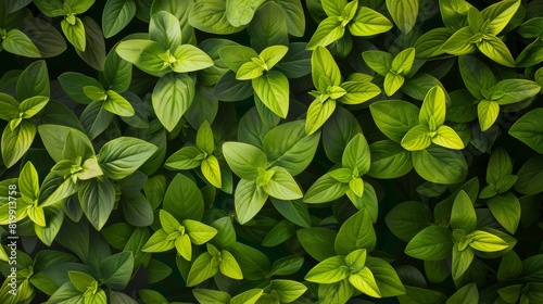 Symmetrical Aerial View of Verdant Stevia Leaves Displaying Detailed Geometric Patterns in Natural Lighting