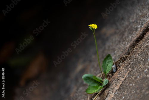 Yellow daisy flower growing in the concrete crack in the city for hope and strong vigorous concept
