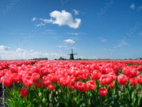 Windmill and flowers in the Netherlands. Field with tulips during blooming time. Historical buildings in the Netherlands. Image for postcards, background, design. Landscape at the day time.