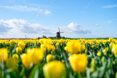 Windmill and flowers in the Netherlands. Field with tulips during blooming time. Historical buildings in the Netherlands. Image for postcards, background, design. Landscape at the day time. © biletskiyevgeniy.com