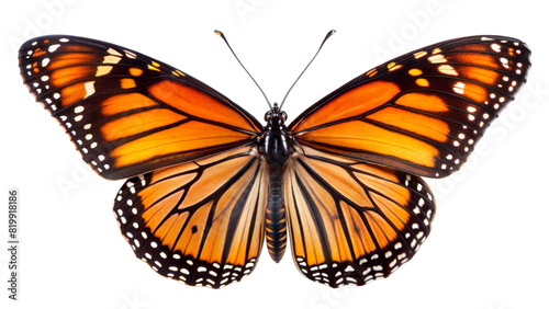 Monarch Butterfly  A detailed image of a Monarch butterfly with its distinctive orange and black wings fully spread  showcasing its elegant pattern and structure  isolated on white background