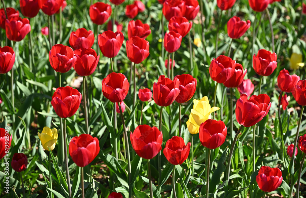 Tulips on a sunny day. Tulips on a sunny day.