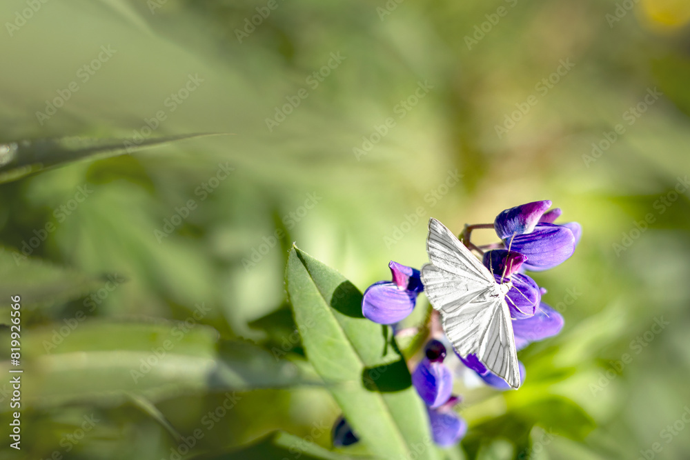White moth on purple lupine flower on sunny summer day. Bokeh of green garden. copy space, text space, template, layout, mockup