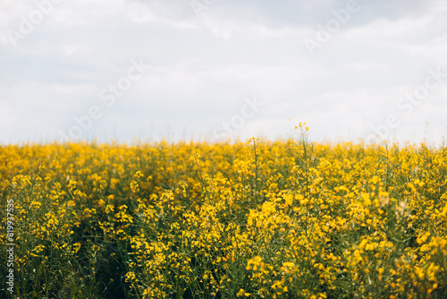 Agricultural field with rapeseed plants. Rape flowers in strong sunlight. Oilseed, canola, colza. Nature spring background.